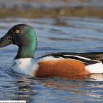 northern shoveler