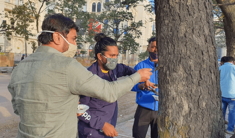 freeing nails from trees