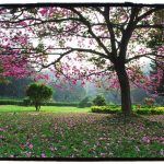 Cubbon Park: Four ways to make it more citizen-friendly 6