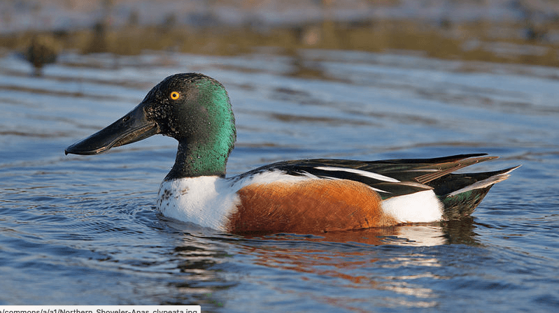 northern shoveler